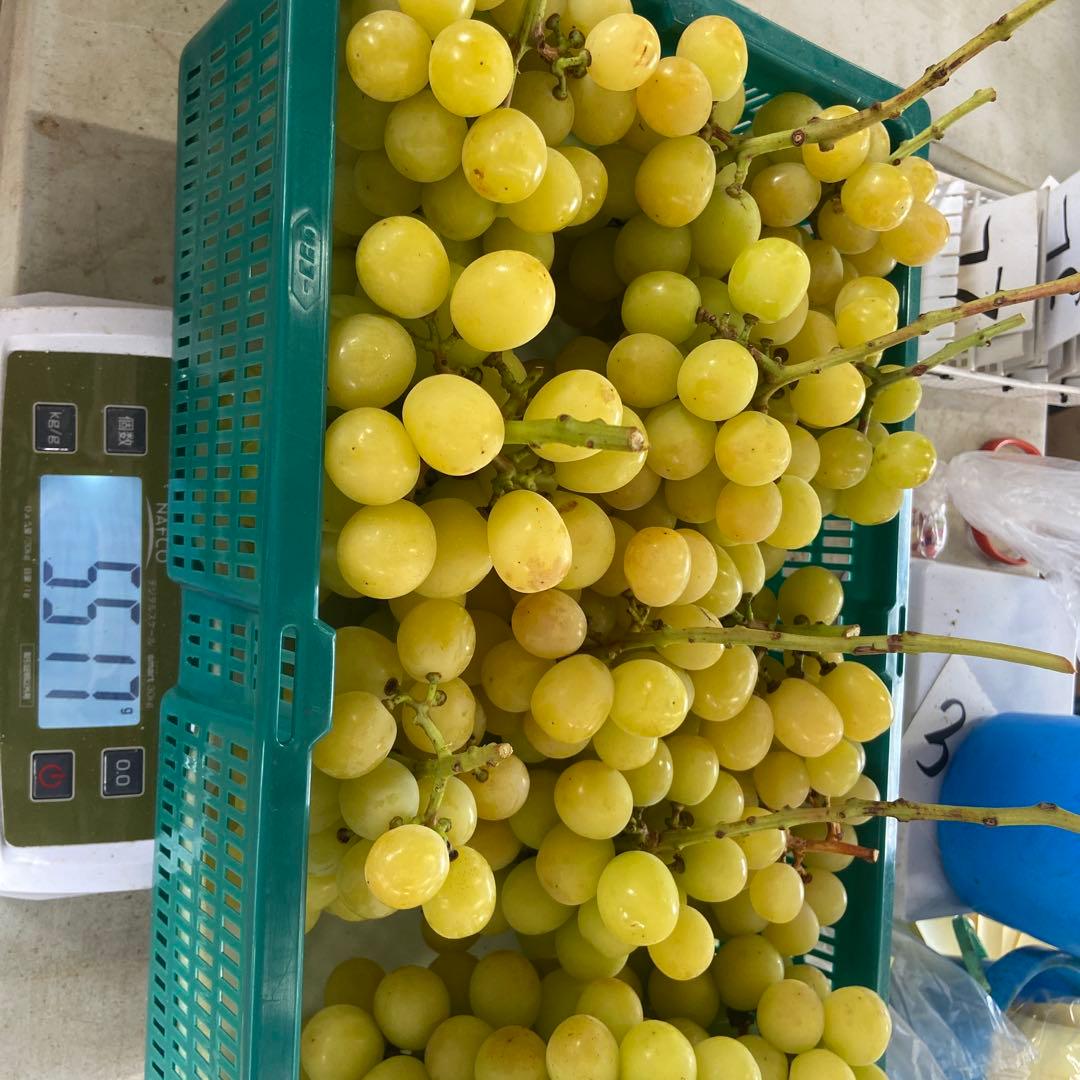 予約　ゴールドシャイマスカット　　　　房5キロ