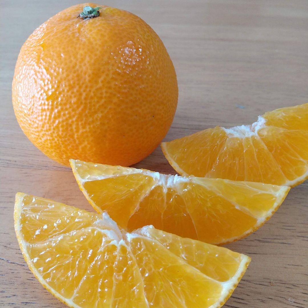 536愛果 まどんな 家庭用 10kg