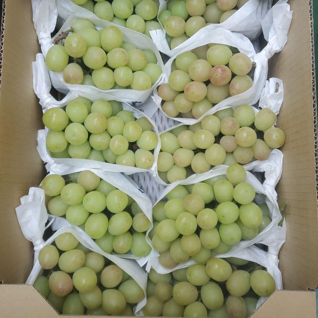 1⃣0️⃣ 山梨県産 サンシャインレッド １０房入り