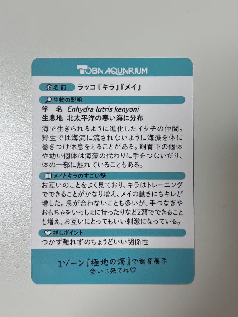 鳥羽水族館　コレクションカード　キラ　メイ