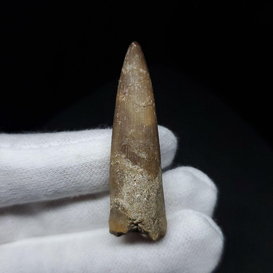 プレシオサウルス 化石 歯 本物 モロッコ産 41.20mm ケース付 pr88