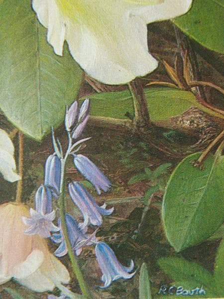 Raymond Booth、Rhododendron'Cowslip'