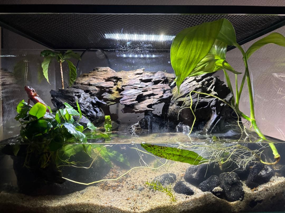 水の滴る45センチ水槽イモリウム