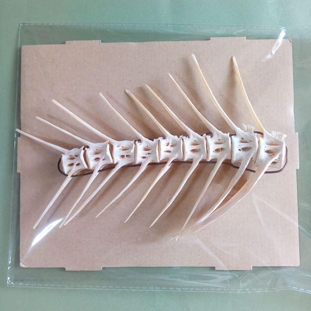 骨格　標本　魚類　ナポレオンフィッシュ　脊椎骨