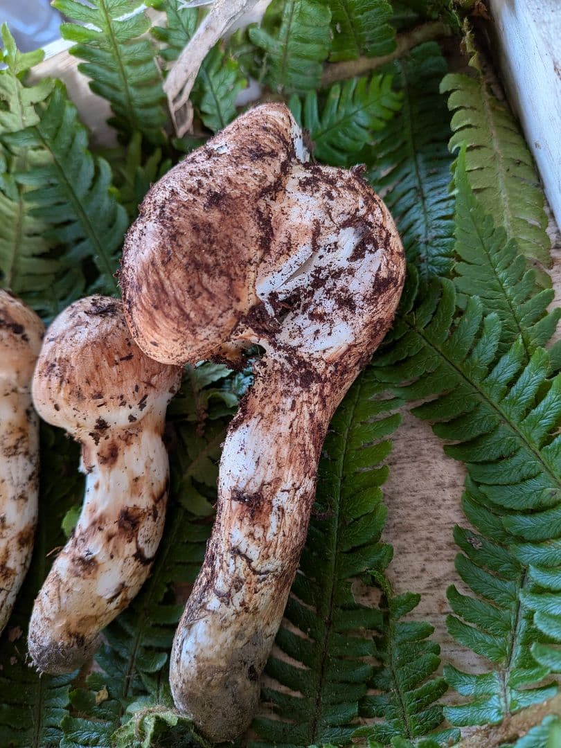 長野県産 松茸 195g 10月21日 採り※シモフリ・クリタケ少し