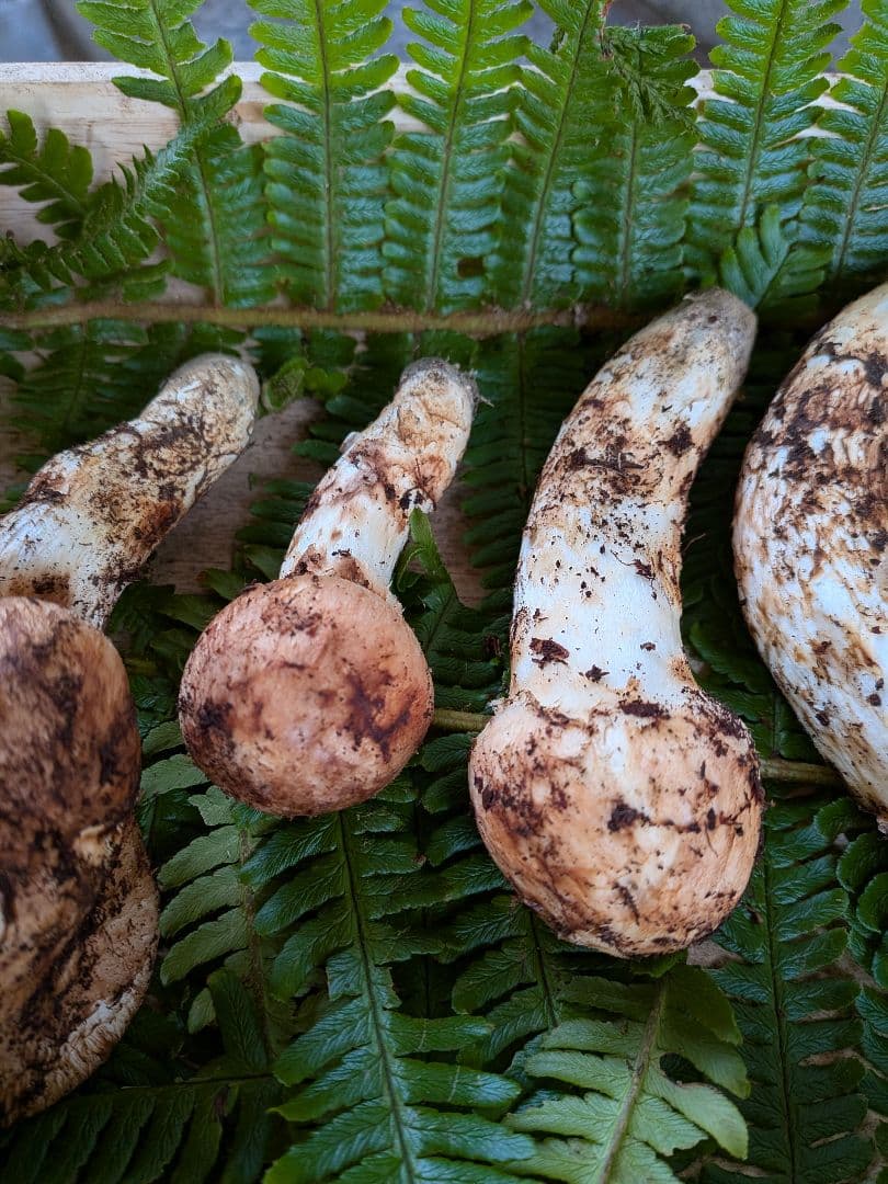 長野県産 松茸 195g 10月21日 採り※シモフリ・クリタケ少し