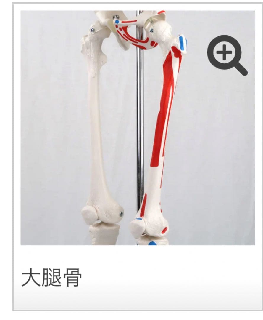 小型全身骨格模型 ショーティー・1/2縮尺型全身骨格モデル　筋・起始停止色表示