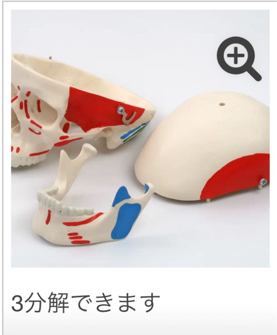 小型全身骨格模型 ショーティー・1/2縮尺型全身骨格モデル　筋・起始停止色表示