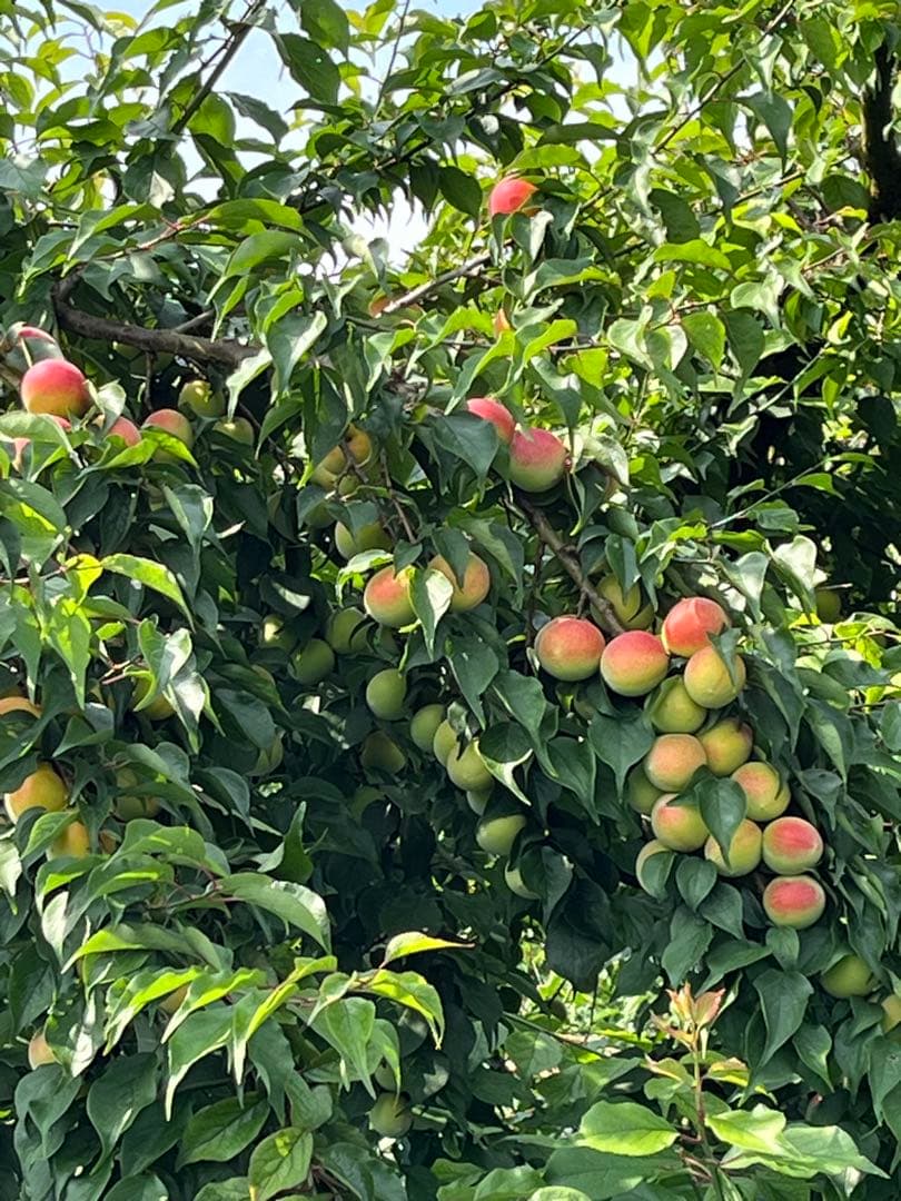 3年蔵出し熟成梅干 種抜き白干し　無添加　無選別　10kg入り