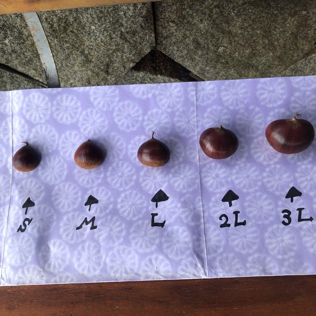 【新月様ご依頼分】専用大粒②ネット＋むき栗②＋手書きクール便＋北海道送料1460