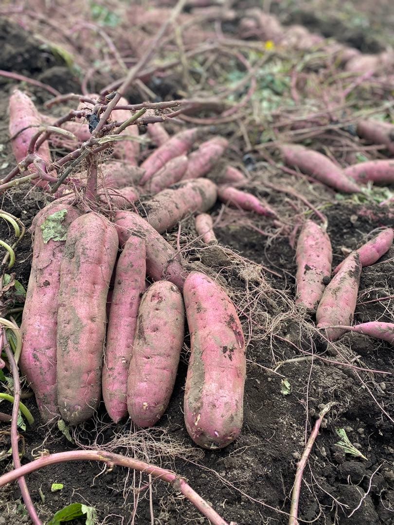 紅はるか・焼き芋サイズSML混合300キロ・茨城県那珂市産・業者様・焼き芋屋に♪