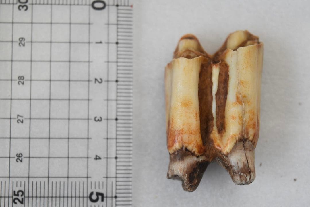 沖縄産　哺乳類の歯化石