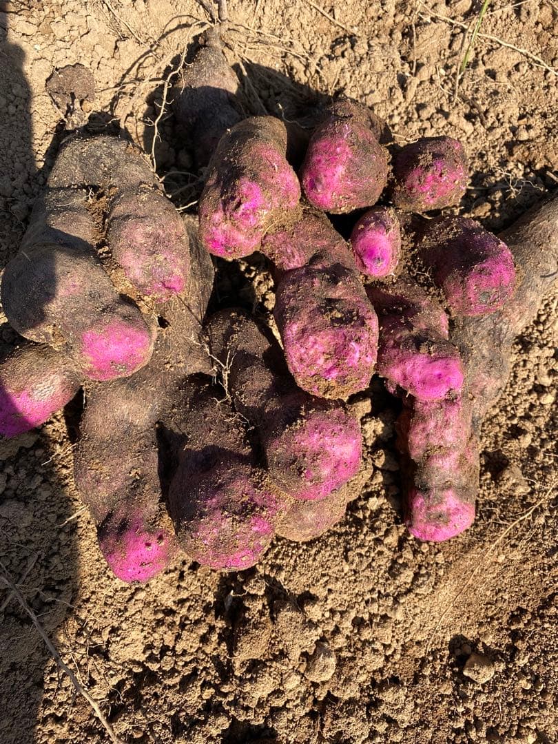 真心農家　紫山芋20kg