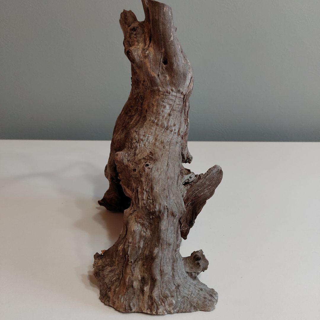 ホーンウッド アクアリウム 爬虫類 登り木 流木 w22×d12×h27