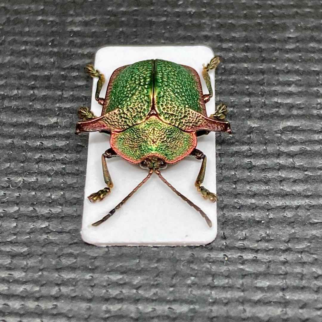 金属で出来たようなブローチハムシ【標本】