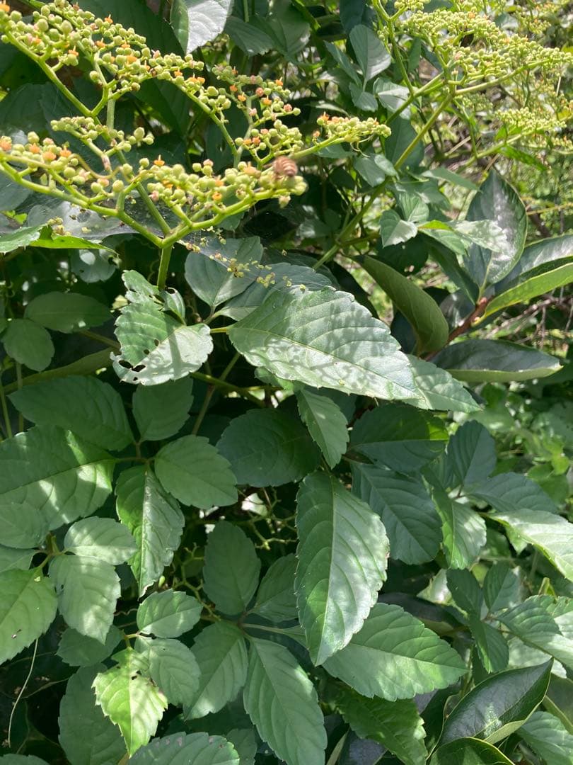 KOUMEANRIさま専用　ニホンミツバチ生ハチミツ　1120g