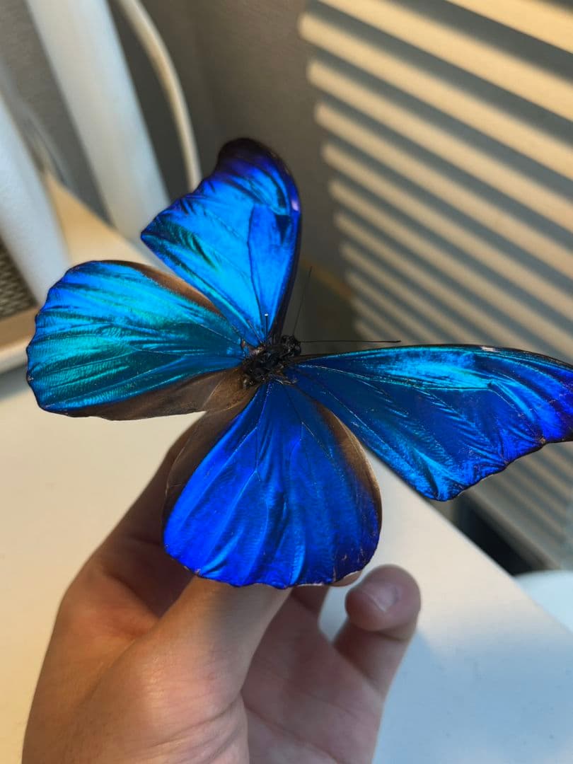 【極美個体】レテノールモルフォ蝶 蛾ピカソモスモルフォチョウ昆虫標本