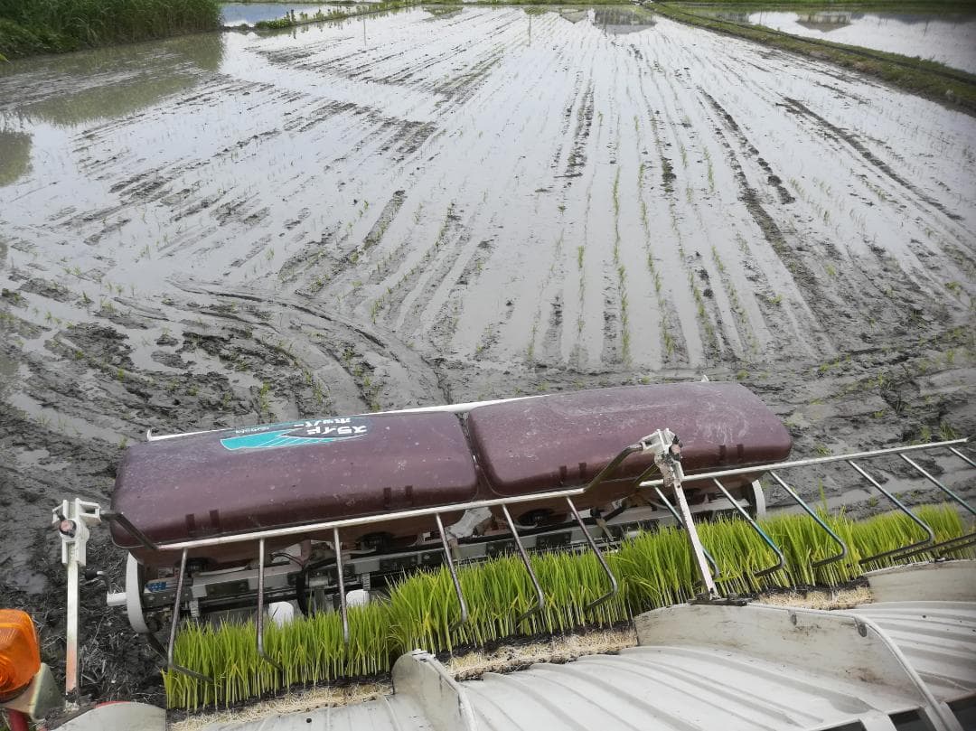 令和７年度兵庫県産 ヒノヒカリ 玄米30kg※精米可 本州・四国・九州は送料無料