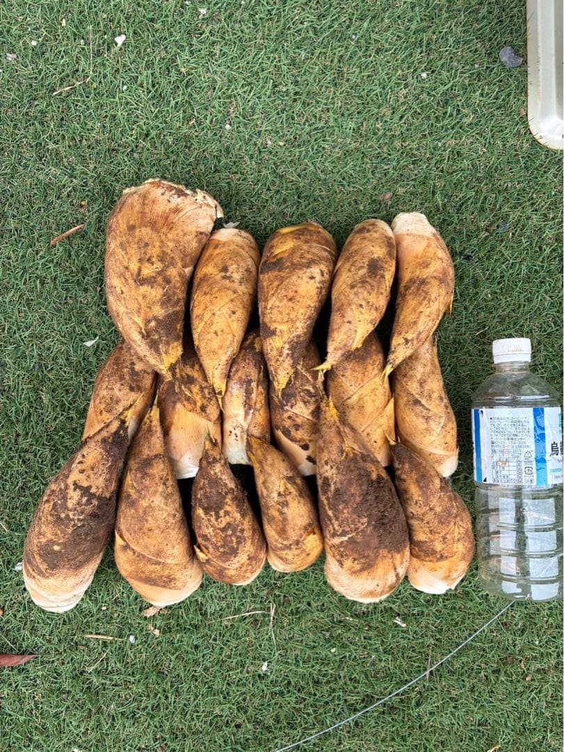 早堀り筍　イタリヤ