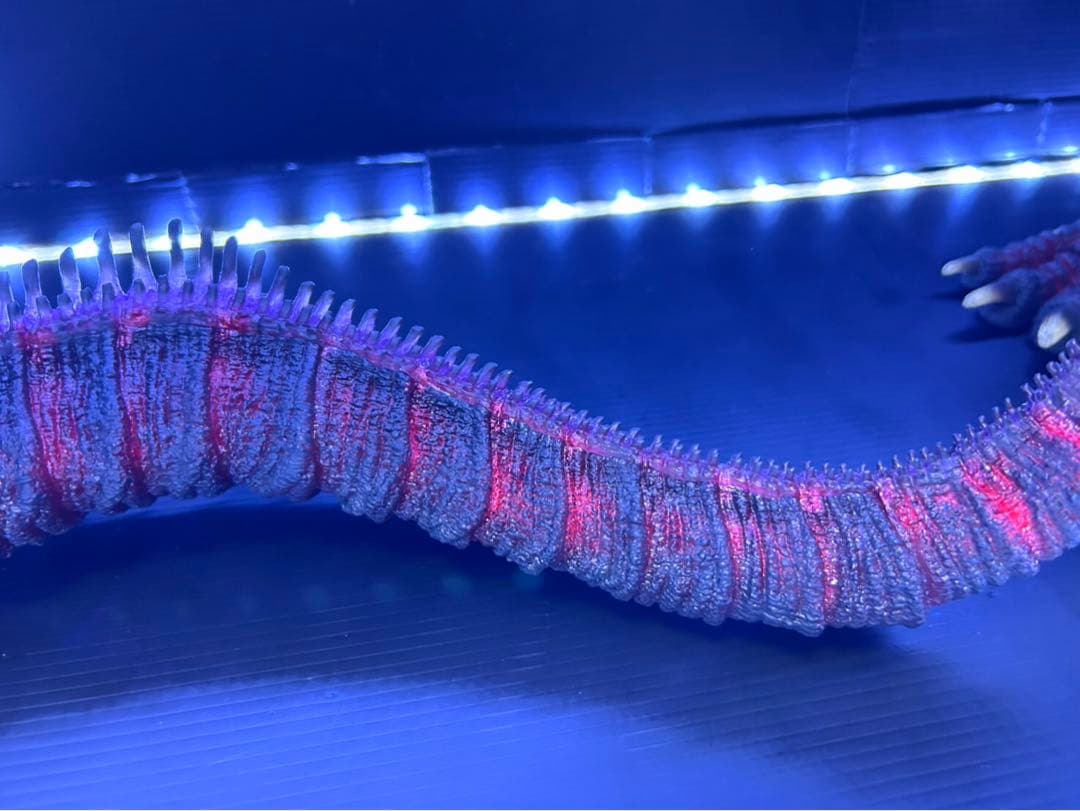 東宝30cmシリーズ　ゴジラ(2016) 少年リック限定版