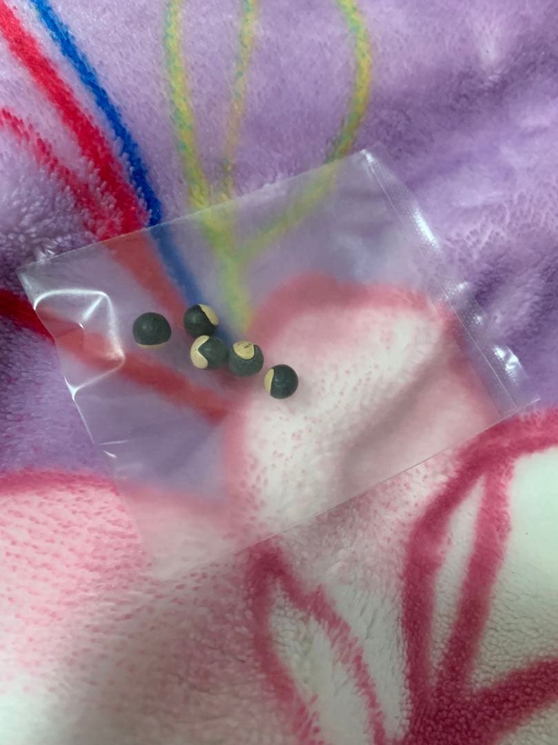 あいのり ガールズバンドMi(エムアイ)直筆サイン入りグッズ 有名人 サイン