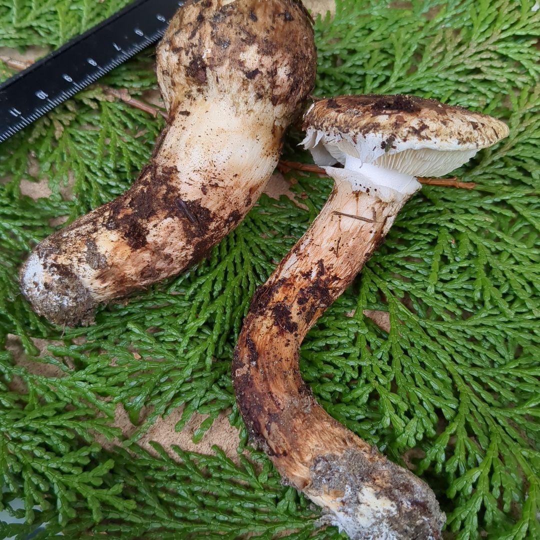 国産松茸 2本 信州産 94g