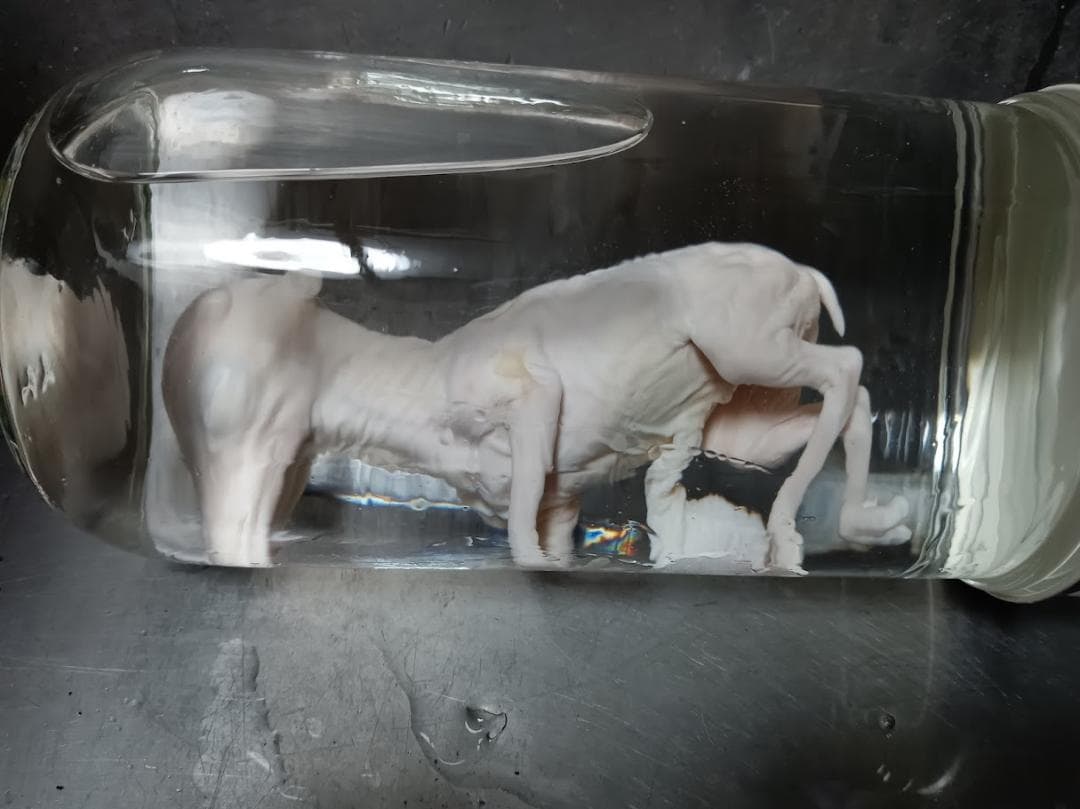 【学術標本】種名ニホンジカ　胎児（♂）　エタノール浸漬標本　頭胴長約１２０ｍｍ