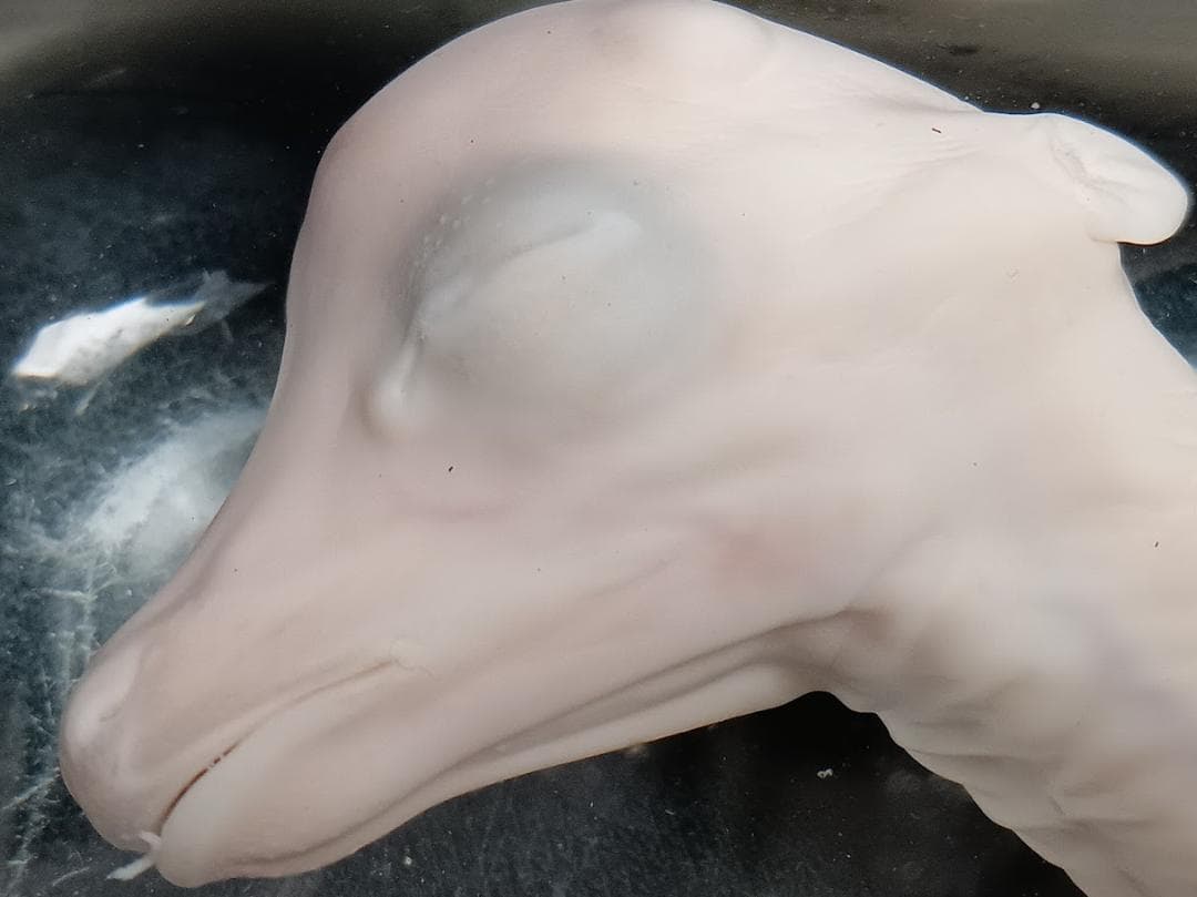 【学術標本】種名ニホンジカ　胎児（♂）　エタノール浸漬標本　頭胴長約１２０ｍｍ