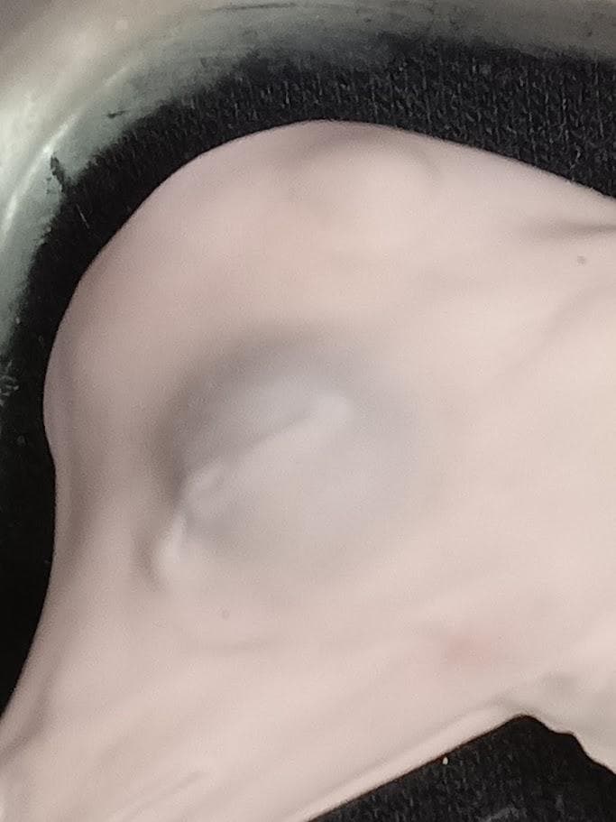 【学術標本】種名ニホンジカ　胎児（♂）　エタノール浸漬標本　頭胴長約１２０ｍｍ