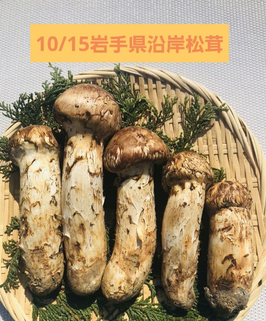 10/15 朝採れ国産岩手県沿岸松茸477g