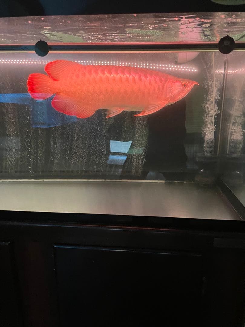 でんらい水槽用LED水中ライト1800紅龍専用(値下げします)