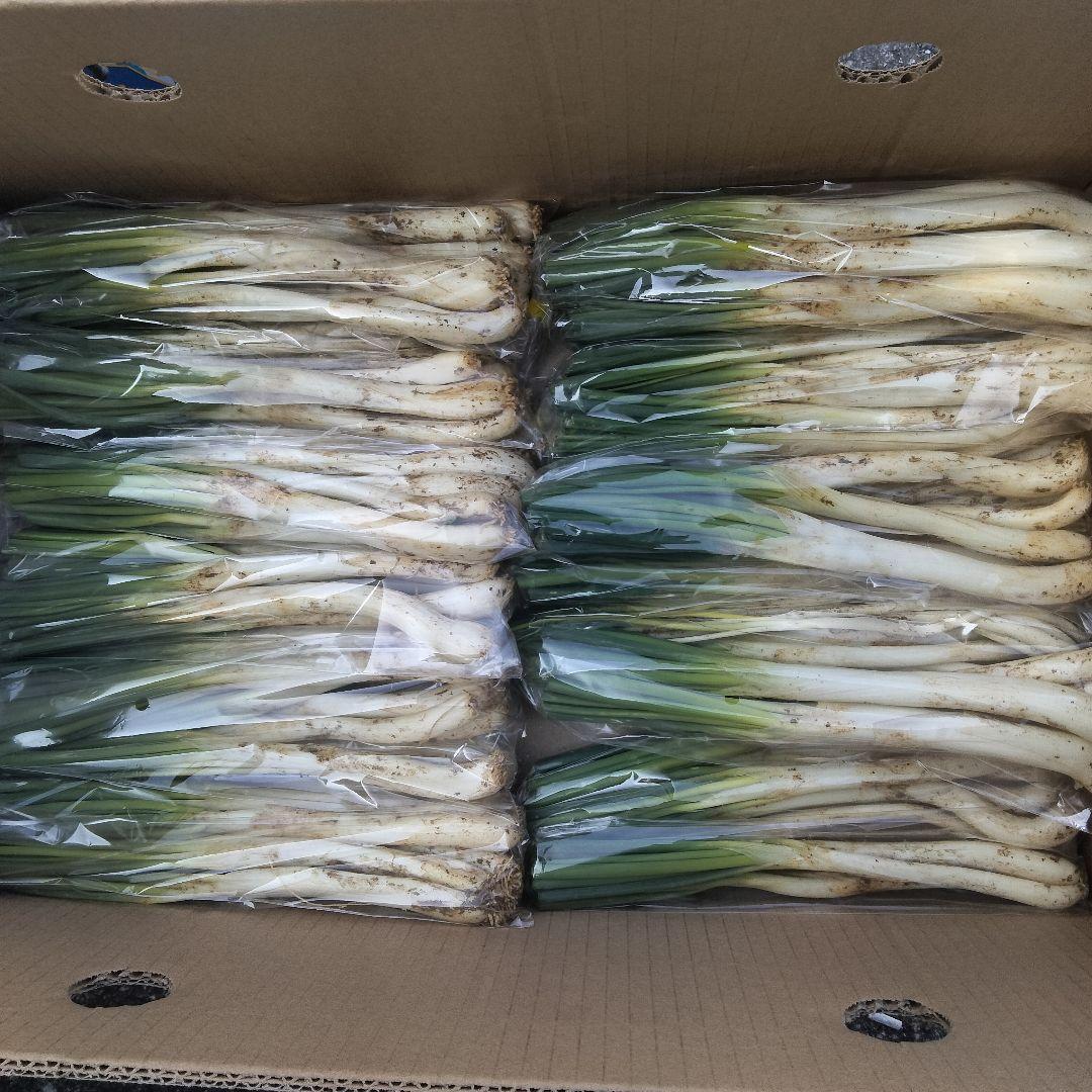 【4800円off】〈新物〉沖縄県産 島らっきょう 約9.6kg【常温便】①