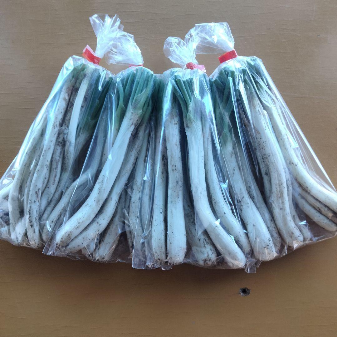 【4800円off】〈新物〉沖縄県産 島らっきょう 約9.6kg【常温便】①