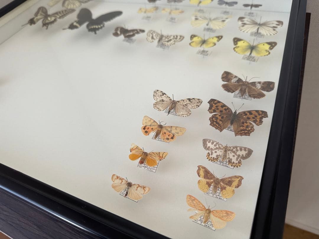 【にこベー★】標本箱ドイツ箱 黒色 UV加工6箱 蝶と蛾の標本