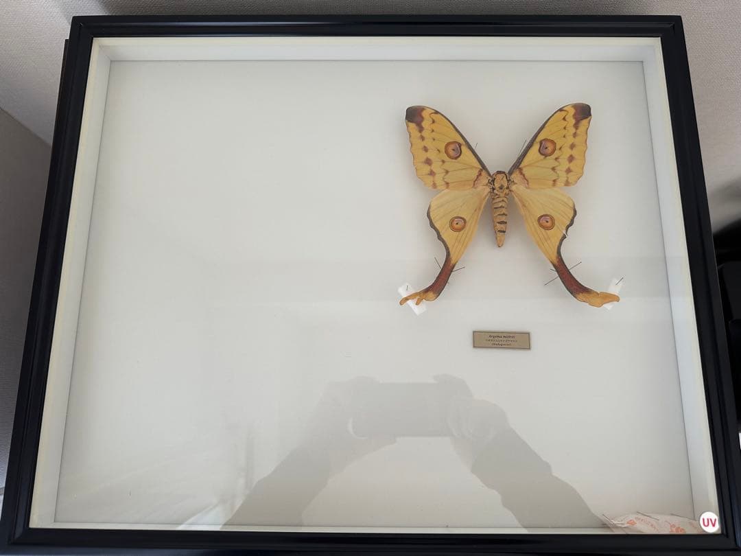 【にこベー★】標本箱ドイツ箱 黒色 UV加工6箱 蝶と蛾の標本