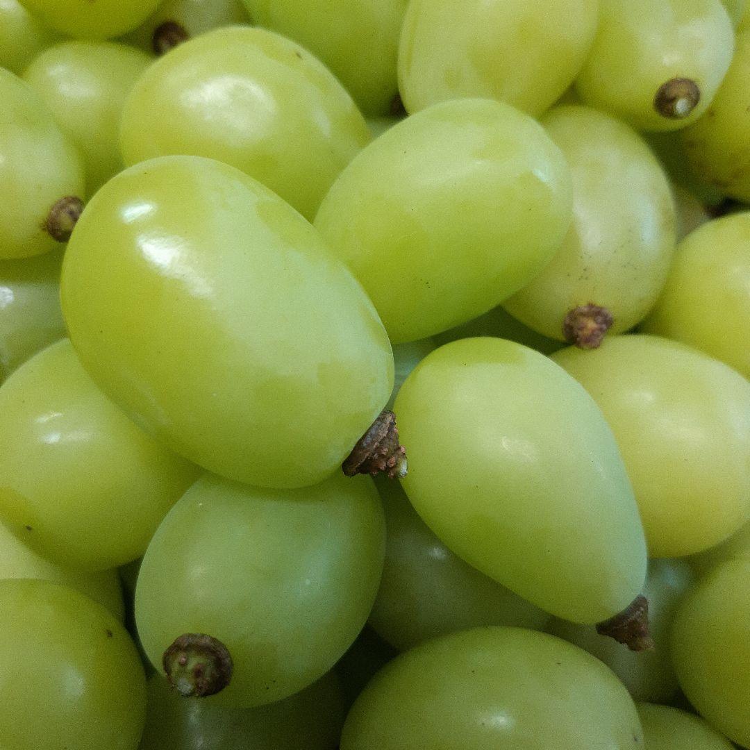 シャインマスカット徳用5.5キロ入りの粒バック入りになります。