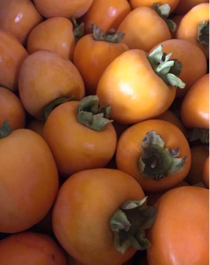 青森県産 渋柿 20kg