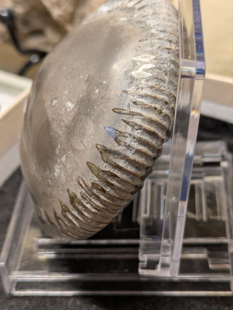 アンモナイト　化石　最高品位　レア産地　標本　鉱物