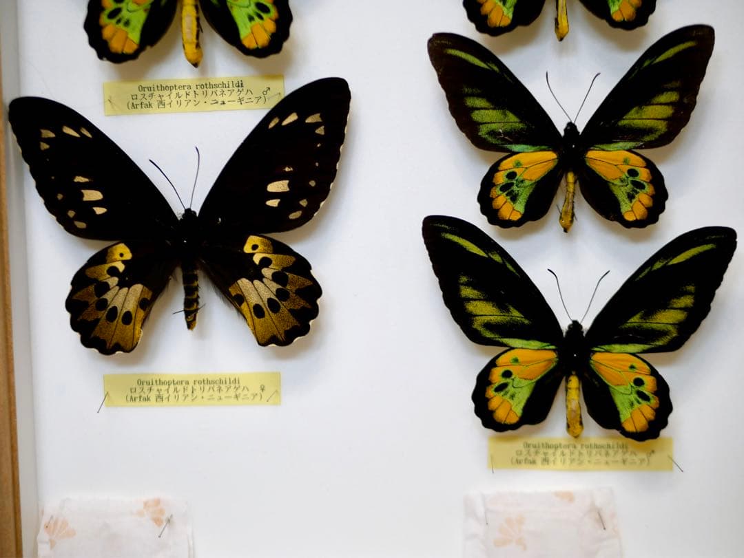 蝶標本  ロスチャイルドトリバネアゲハ 産地別コレクション 研究用 大型ドイツ箱
