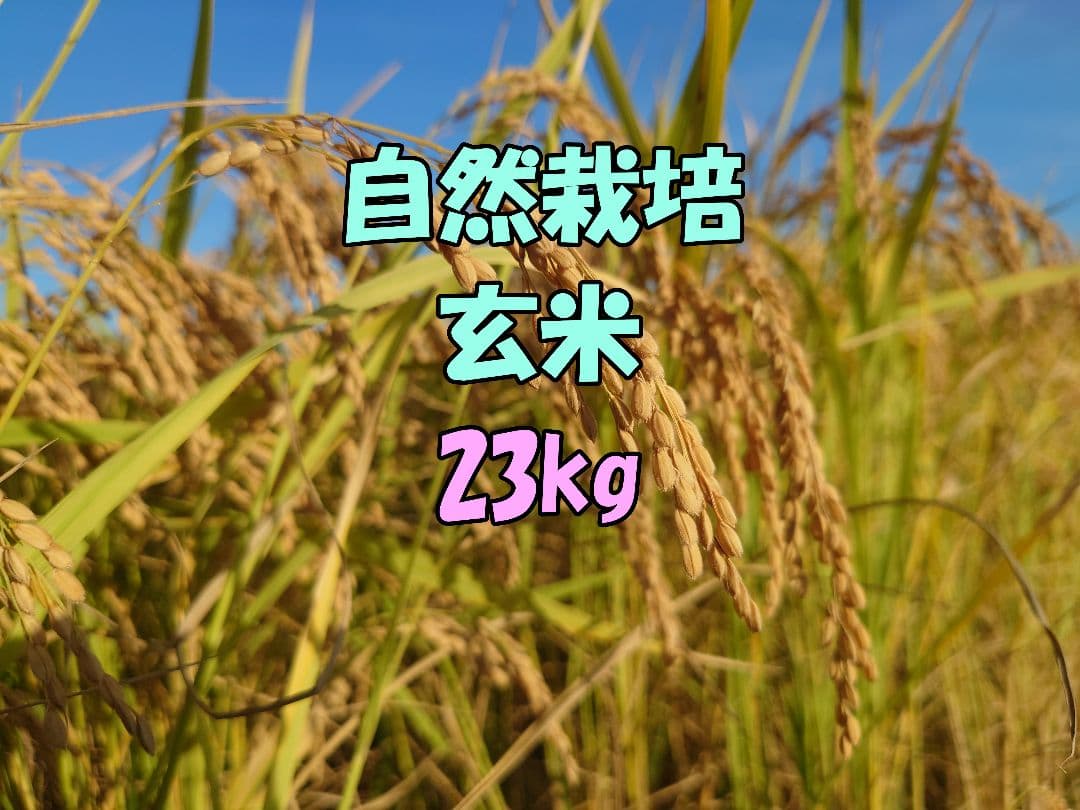 自然栽培 玄米 23kg 2025年産 コシヒカリ