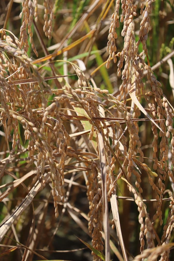 自然栽培 玄米 23kg 2025年産 コシヒカリ