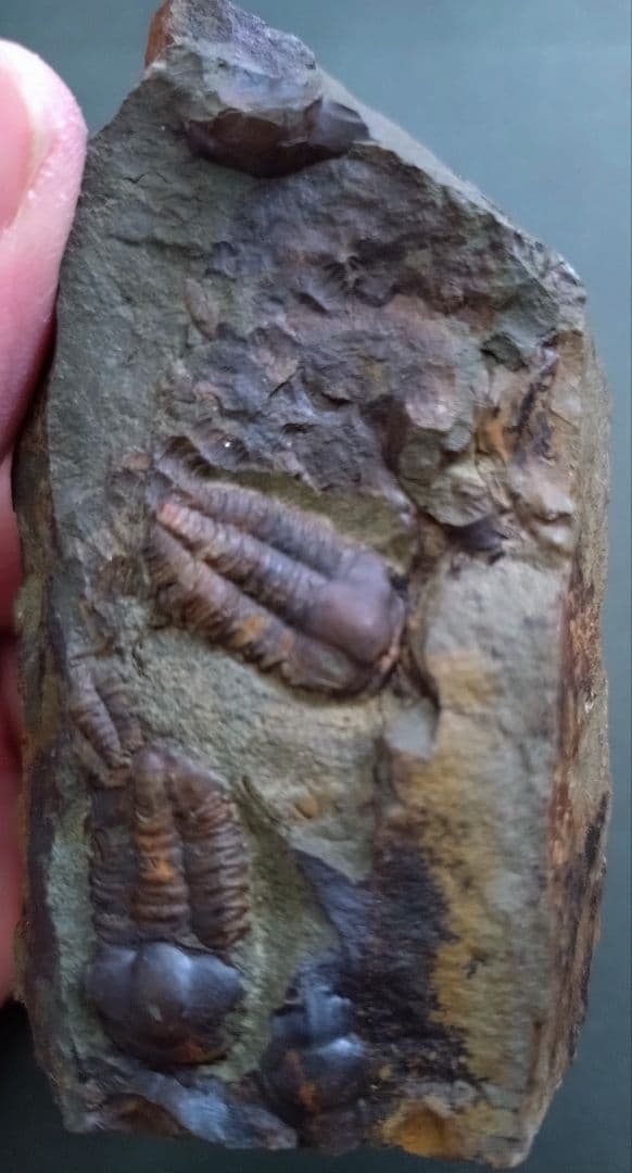 【カンブリア紀】チェツェ産珍しい三葉虫 エリプソセファルス・ホッフィの化石