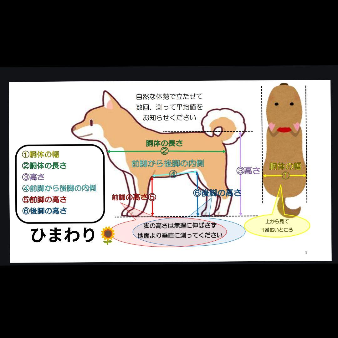 ビーグル4輪　リハビリ　食事補助　犬用車椅子　介護用品　犬の歩行器