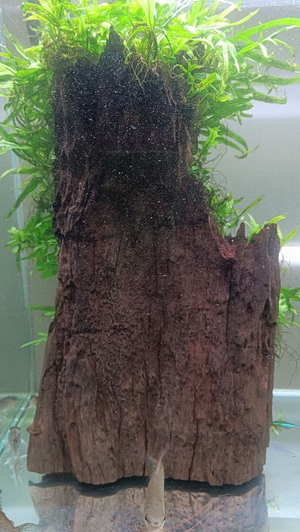 ミクロソリウム　サラワクカピットウエスト　流木1本