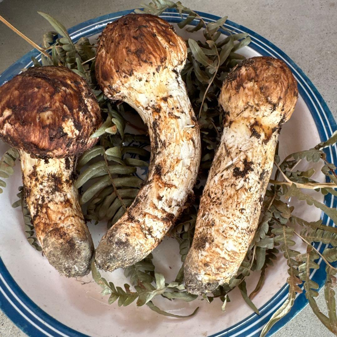 10/17朝採れ南信州産松茸200g