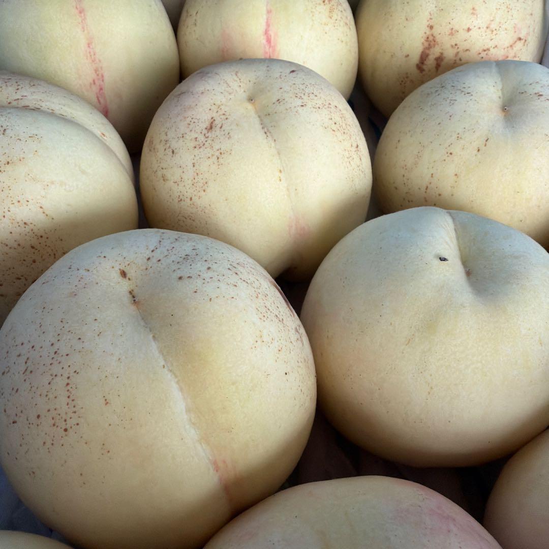 ももちゃん果樹園の桃　幻の桃　CX ５キロ