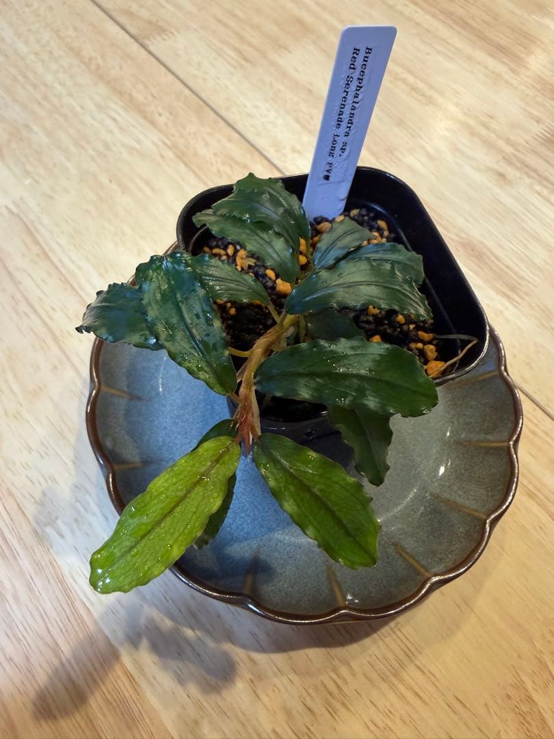 ブセファランドラお得セット B