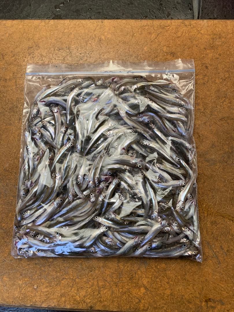 氷上ワカサギ釣り　ステンレス穂先　 ２本　全長約 255ミリ