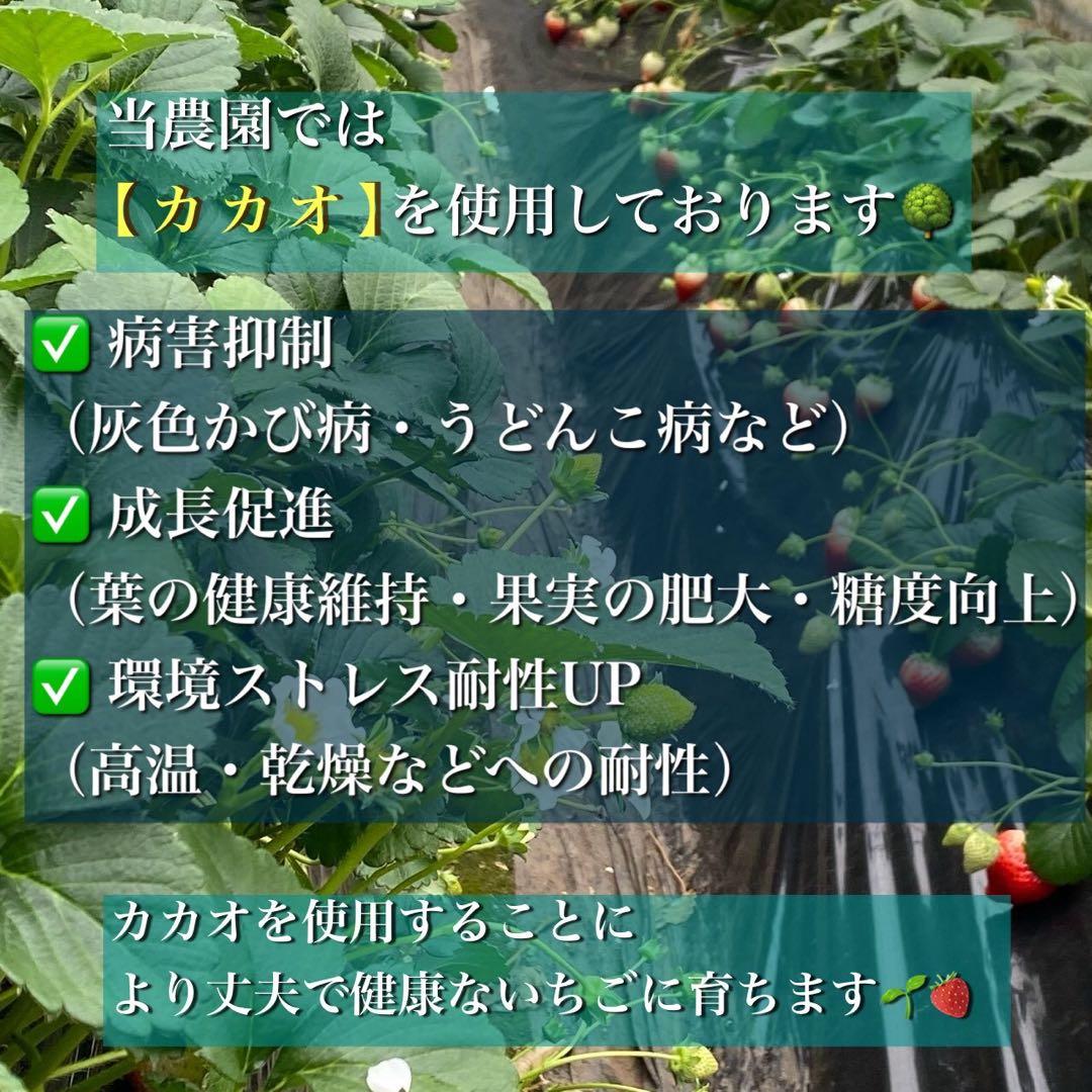 A級品 とちあいか いちご 720g ケーキ　農家直送　クリスマス　朝摘み