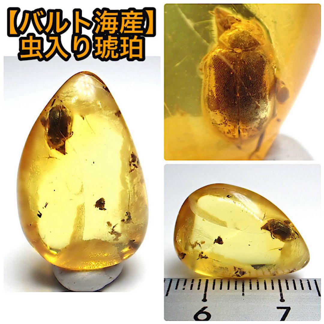 【バルト海産】虫入りコハク(虫入りアンバー)